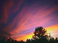 Purple landscape (Landscape) - similarity