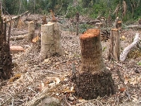 Deforestation (Pollution) - similarity