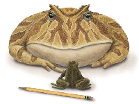 Frog (Art) - similarity
