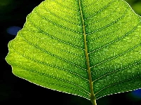 Leaf (Construction) - similarity