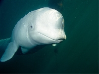 Beluga sand (Look Like) - similarity