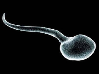 Spermatozoid (Look Like) - similarity
