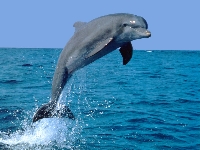 Dolphin (Look Like) - similarity