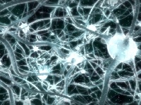 Neuronal (Landscape) - similarity