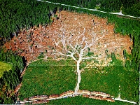 Broken forrest (Pollution) - similarity