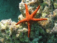 Sea star (Human made) - similarity