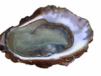 Oyster 2 (Look Like) - similarity