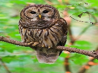 Owl (Look Like) - similarity
