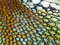 Reptilian skin (Landscape) - similarity