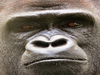 Face (Look Like) - similarity