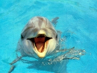 Dolphin (Look Like) - similarity