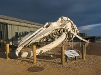 Whale skeleton (Giant) - similarity