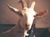 Horn face (Look Like) - similarity