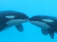 Orcas (Animals) - similarity
