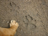 Wolf print (Giant) - similarity