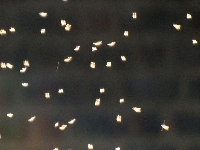 Long rods (UFO) - similarity