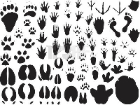 Animal foot print (Animals) - similarity