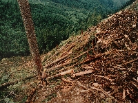  Deforestation in Tasmania 4 (Pollution) - similarity