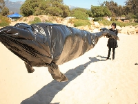 Whale pool (Look Like) - similarity