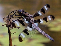 Dragonfly (Giant) - similarity