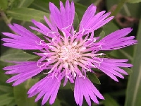 Flower building (Construction) - similarity