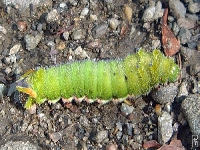 Caterpillar (Look Like) - similarity