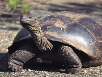 Rising waters on turtle head (Pollution) - similarity