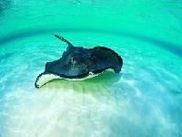 Ray (Look Like) - similarity