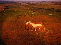 Alton Barnes White Horse (Art) - similarity