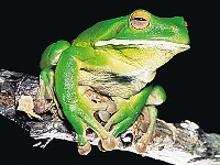 Frog (Animals) - similarity
