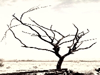 Burned tree (Look Like) - similarity