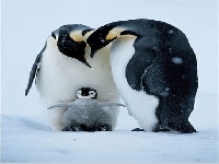 Pinguin (Look Like) - similarity