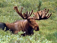 Moose (Look Like) - similarity