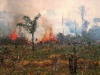 Burning Amazon (Pollution) - similarity