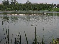 Giant snake (Giant) - similarity