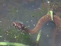 Giant water snake (Giant) - similarity