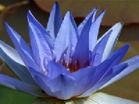 Lotus (Look Like) - similarity
