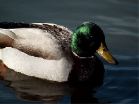 Duck (Look Like) - similarity