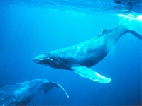 Whales (Animals) - similarity