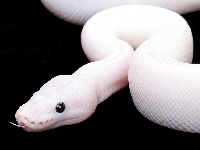 Giant white snake (Record) - similarity