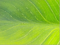 Leaf (Look Like) - similarity