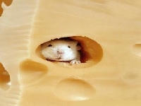 Gruyere (Landscape) - similarity