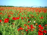 Butterfly (Giant) - similarity