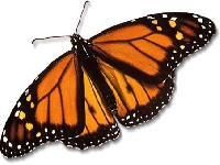 Butterfly (Look Like) - similarity