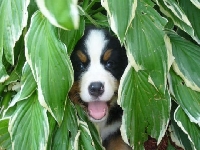 Secret field (Human made) - similarity