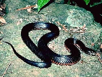 Snake (Look Like) - similarity