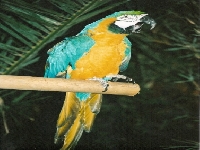 Parrot (Look Like) - similarity