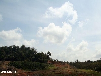 Deforestation in Malaisia 3 (Pollution) - similarity