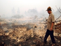 Deforestation in Malaisia 4 (Pollution) - similarity