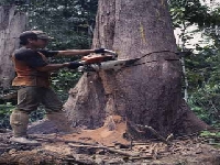 Deforestation in Malaisia 6 (Pollution) - similarity